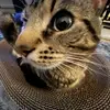 Eugene - @eugeneocarroll - TikTok