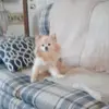 eugenemesser595 - @eugenemesser595 - TikTok