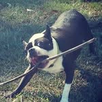 Sonny Messer The Boston Terror - @sonnyeugenemesser - Instagram