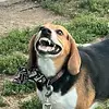 Milton Eugene MFN’ Beagle - @milton.eugene.mfn - TikTok