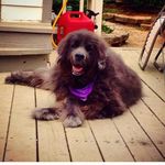 Eugene Moss - @eugypups - Instagram