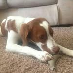 freckles eugene ortega - @freckles_britiany_spaniel16 - Instagram