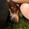 Eugénie Penel - @oliveaussie - TikTok