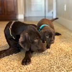 Pudelpointer Carol and Eugene - @pudelpointercarolandeugene - Instagram