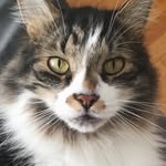 Eugene Romeo Bean - @eugene_romeo_bean - Instagram