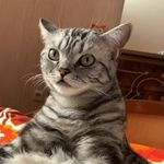 EUGENE ROYAL HACE PRABHAKARAN - @eugene_the_american_shorthair - Instagram