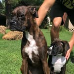Eugene & Ruby - @eugene_and_ruby.theboxers - Instagram