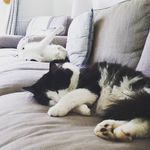 Eugene Sassy Mouser & Bailey - @eugenesassymouseholebailey - Instagram