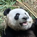 Eugene Tee - @concentratedmilo - Instagram