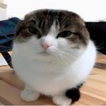 Gunner Eugene titus - @wawa_cat2023 - Instagram
