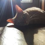 Travis The Cat - @travis.eugene - Instagram