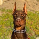 Eugene Alfred Trimble - @eugene.the.doberman - Instagram