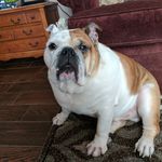 Eugene Franklin Usher - @eugene_thebulldog - Instagram