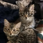 Eugene & Wesley - @bratty.cats - Instagram