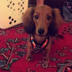 Eugene Windsor Thomas - @eugenietheweenie - Instagram