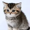 eugeniabrady - @kitty.kat19_89 - TikTok