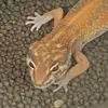 EugeniaJáuregui - @steverwnn08 - TikTok