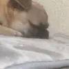 EugenioConcepción - @dpowlhapdy3 - TikTok
