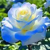 benson_eunice91 - @benson_eunice91 - TikTok