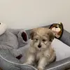 eunice_chang2 - @eunicechang524 - TikTok