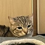 Eunice Chang - @notcheetos - Instagram