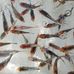 Baby Eunice Fish Feeds &amp; Aquarium Accessories - Facebook
