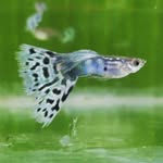 C Thanish - @eunice_aquatic_fish_ - Instagram