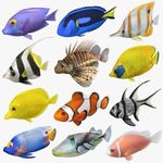 Saltwater ormental live fish - @eunice_marine_livefish - Instagram