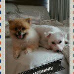 Youji + Youyou - @eunice_fishbrain - Instagram