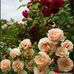 Lilly Eunice - Facebook