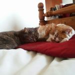 Cat-astrophe - @eunice.wade.73 - Instagram