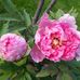Eunice Wolfsdorf - Facebook