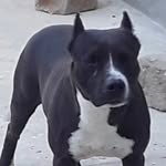 eusebio borges - @eusebiocaraota - Instagram
