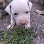 Eusebio Galindo - @ruperto.gomez.1232760 - Instagram