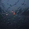Eva.bard - @eva.bard - TikTok