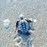 eva barker - @anima_lco - Instagram