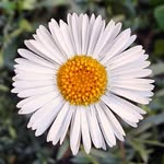 Eva Barlow - @evalily73 - Instagram