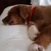 Eva Barrientos O'Con - @koda_the_little_red_dog - TikTok