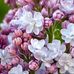 Eva Bartos - Facebook