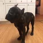 Eva Bryant - @eva_battleborncanecorso - Instagram