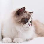 Eva-Katharina Benda - @bendas_ragdoll_cattery - Instagram