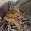 eves - @eva.capobianco - TikTok
