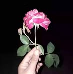 Eva Biswas - Facebook