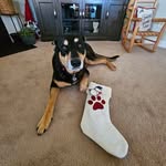 Eva Blount Burkhardt - @dog.loverx2 - Instagram