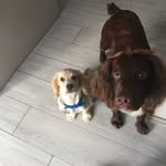 RoloandCookie - @evabrady2007 - Instagram