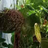 Eva Buenrostro evodia - @eva.buenrostro.ev - TikTok