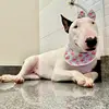 Eva Bull - @evabullterrier16 - TikTok