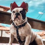 Eva Bull - @fa_clube_evabull - Instagram