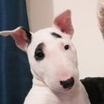 Eva_Bull_🇨🇱 - @eva_bull_ch - Instagram