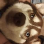 Eva Burr - @eva_thewolfdoggo - Instagram